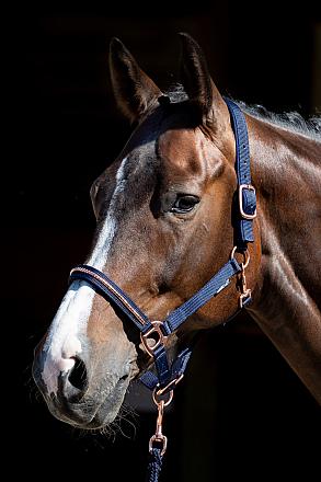 Harry's Horse Halsterset Rosegold NXT