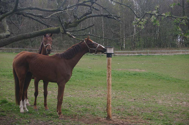 Liksteenhouder voor op Paal KS voor 10 kg